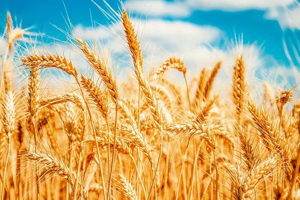 Envíos de trigo argentino registran récord histórico