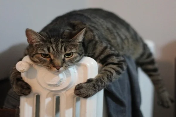 frio