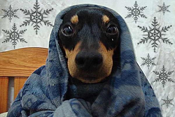 frio