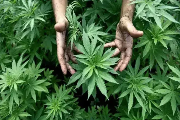 cannabis