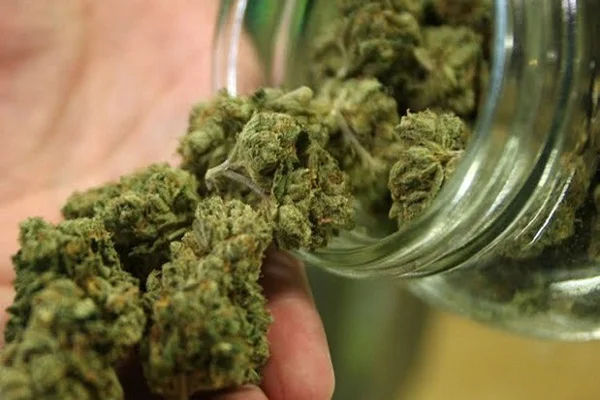 El Ministerio de Salud creó el Registro del Programa de Cannabis para que usuarios puedan acceder al cultivo controlado de la planta. Deberán con un diagnóstico e indicación médica.