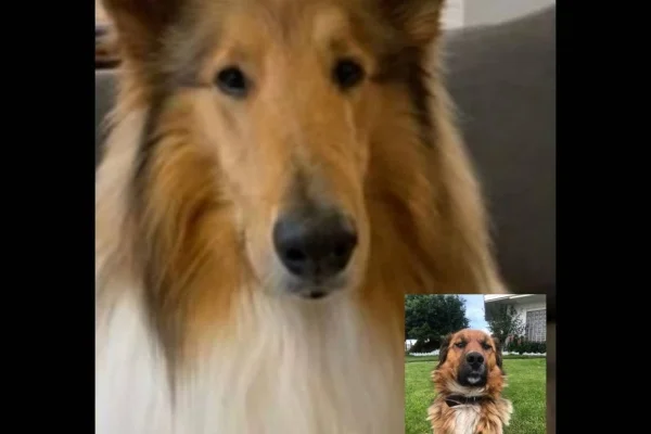 Dylan Fernández “saludó” al perro presidencial de Chile