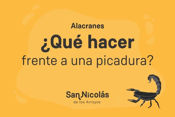El aumento de la temperatura y las lluvias conllevan el incremento de los animales ponzoñosos. La importancia de detectar los alacranes peligrosos y los que no lo son, la prevención y la consulta rápida a un médico ante una picadura.