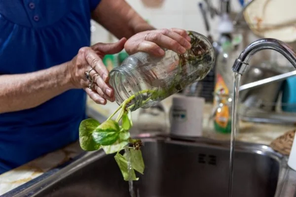 Dengue: Consejos para evitar la presencia del mosquito transmisor