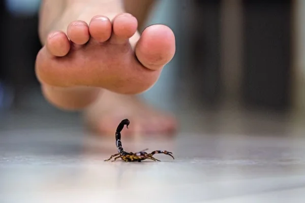 Cómo prevenir la aparición de alacranes y qué hacer ante la picadura