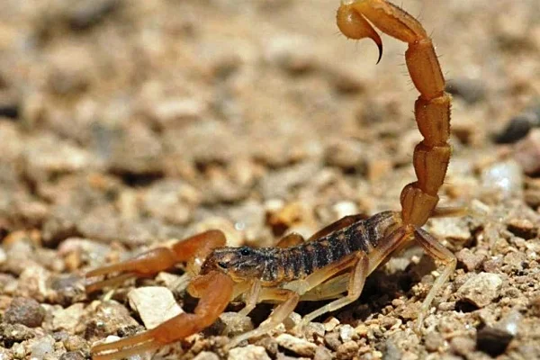 Consejos para evitar la presencia de alacranes