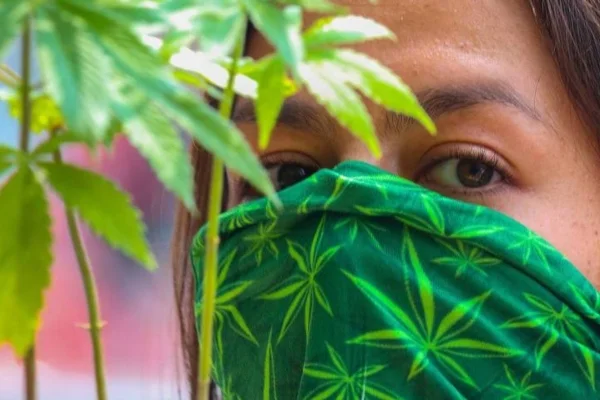 El Cannabis podría prevenir el coronavirus en las células humanas, según estudio