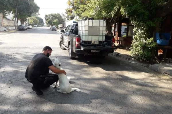 Personal policial asistió a perros y caballos callejeros