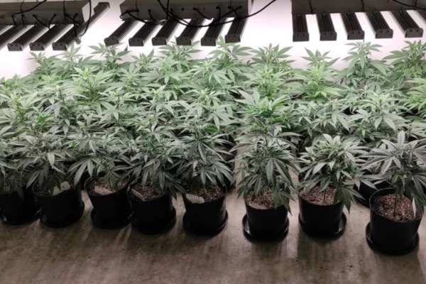 “Esta herramienta es un avance incomparable para la comunidad cannabica”