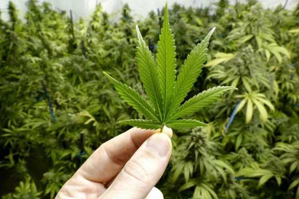 La Corte Suprema debatirá el cultivo de cannabis y el derecho al olvido 