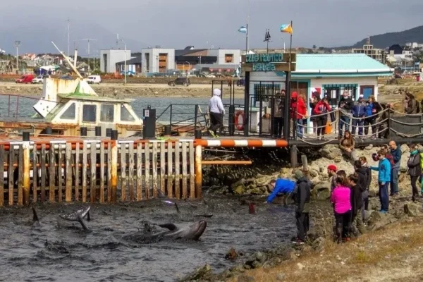 Decenas de delfines quedaron varados en las costas de Ushuaia