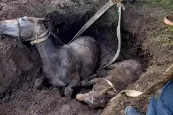 Rescataron a dos equinos que cayeron en un pozo ciego