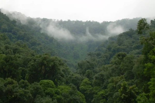 La biodiversidad que se va