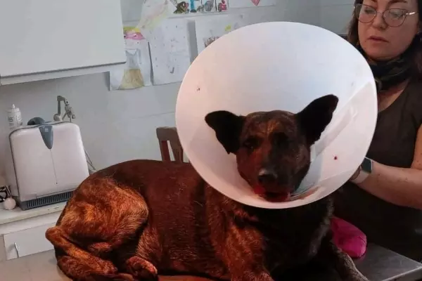 El Juzgado de Convivencia actuará de oficio por el hecho de maltrato animal