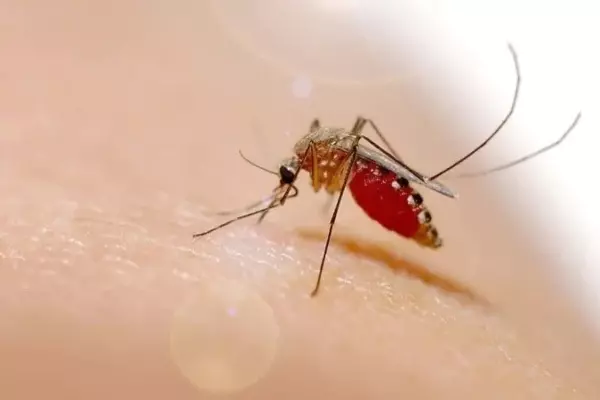 ¿Podrían ser los mosquitos los responsables de una nueva pandemia?