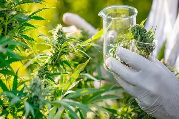 Rosario pone en marcha una diplomatura sobre cannabis