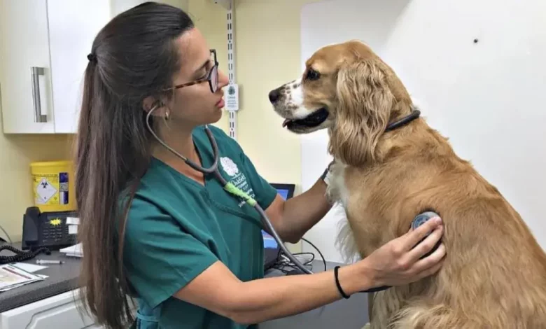 ¿Por qué el 6 de agosto se celebra el Día del Veterinario?