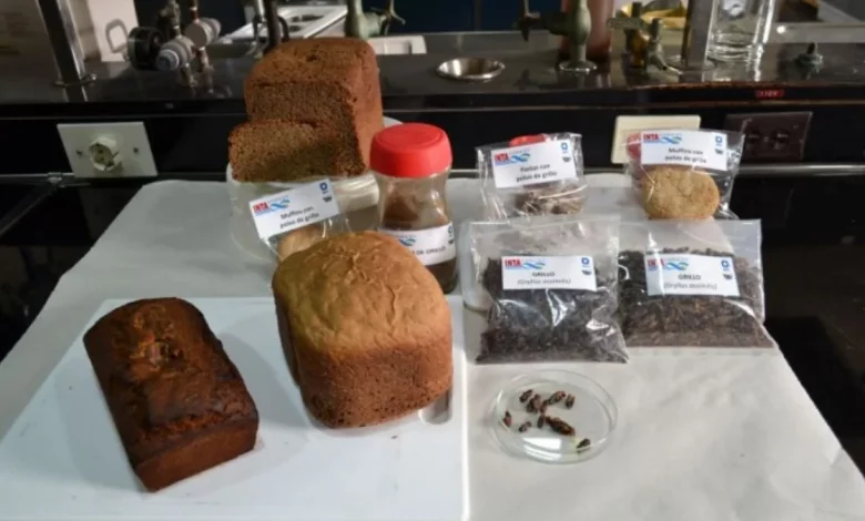Evalúan el uso de insectos como alternativa de alimentación