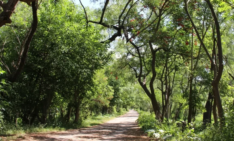 “Salvemos los Humedales Villa Constitución”: crear y preservar los espacios verdes como acción concreta ante el cambio climático